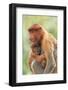 Proboscis Monkey mother and baby, Borneo, Malaysia, Southeast Asia, Asia-Don Mammoser-Framed Photographic Print