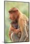 Proboscis Monkey mother and baby, Borneo, Malaysia, Southeast Asia, Asia-Don Mammoser-Mounted Photographic Print