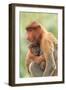 Proboscis Monkey mother and baby, Borneo, Malaysia, Southeast Asia, Asia-Don Mammoser-Framed Photographic Print