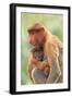 Proboscis Monkey mother and baby, Borneo, Malaysia, Southeast Asia, Asia-Don Mammoser-Framed Photographic Print