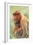 Proboscis Monkey mother and baby, Borneo, Malaysia, Southeast Asia, Asia-Don Mammoser-Framed Photographic Print