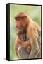 Proboscis Monkey mother and baby, Borneo, Malaysia, Southeast Asia, Asia-Don Mammoser-Framed Stretched Canvas