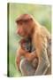 Proboscis Monkey mother and baby, Borneo, Malaysia, Southeast Asia, Asia-Don Mammoser-Stretched Canvas