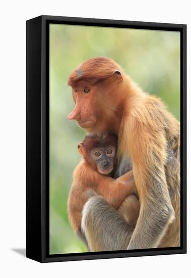 Proboscis Monkey mother and baby, Borneo, Malaysia, Southeast Asia, Asia-Don Mammoser-Framed Stretched Canvas