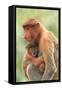 Proboscis Monkey mother and baby, Borneo, Malaysia, Southeast Asia, Asia-Don Mammoser-Framed Stretched Canvas