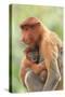 Proboscis Monkey mother and baby, Borneo, Malaysia, Southeast Asia, Asia-Don Mammoser-Stretched Canvas