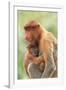 Proboscis Monkey mother and baby, Borneo, Malaysia, Southeast Asia, Asia-Don Mammoser-Framed Photographic Print