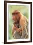 Proboscis Monkey mother and baby, Borneo, Malaysia, Southeast Asia, Asia-Don Mammoser-Framed Photographic Print