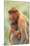 Proboscis Monkey mother and baby, Borneo, Malaysia, Southeast Asia, Asia-Don Mammoser-Mounted Photographic Print