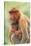 Proboscis Monkey mother and baby, Borneo, Malaysia, Southeast Asia, Asia-Don Mammoser-Stretched Canvas