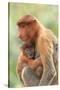 Proboscis Monkey mother and baby, Borneo, Malaysia, Southeast Asia, Asia-Don Mammoser-Stretched Canvas