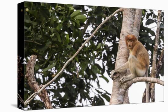 Proboscis Monkey (Nasalis Larvatus) Endemic to Borneo, Borneo, Indonesia-Michael Nolan-Stretched Canvas