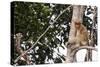 Proboscis Monkey (Nasalis Larvatus) Endemic to Borneo, Borneo, Indonesia-Michael Nolan-Stretched Canvas