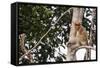 Proboscis Monkey (Nasalis Larvatus) Endemic to Borneo, Borneo, Indonesia-Michael Nolan-Framed Stretched Canvas