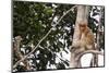 Proboscis Monkey (Nasalis Larvatus) Endemic to Borneo, Borneo, Indonesia-Michael Nolan-Mounted Photographic Print