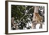 Proboscis Monkey (Nasalis Larvatus) Endemic to Borneo, Borneo, Indonesia-Michael Nolan-Framed Photographic Print