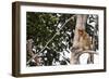 Proboscis Monkey (Nasalis Larvatus) Endemic to Borneo, Borneo, Indonesia-Michael Nolan-Framed Photographic Print