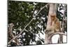 Proboscis Monkey (Nasalis Larvatus) Endemic to Borneo, Borneo, Indonesia-Michael Nolan-Mounted Photographic Print