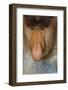 Proboscis Monkey (Nasalis Larvatus) Face Close Up, Sabah, Malaysia, Borneo-Juan Carlos Munoz-Framed Photographic Print