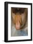 Proboscis Monkey (Nasalis Larvatus) Face Close Up, Sabah, Malaysia, Borneo-Juan Carlos Munoz-Framed Photographic Print