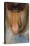 Proboscis Monkey (Nasalis Larvatus) Face Close Up, Sabah, Malaysia, Borneo-Juan Carlos Munoz-Stretched Canvas