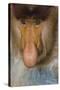 Proboscis Monkey (Nasalis Larvatus) Face Close Up, Sabah, Malaysia, Borneo-Juan Carlos Munoz-Stretched Canvas