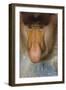 Proboscis Monkey (Nasalis Larvatus) Face Close Up, Sabah, Malaysia, Borneo-Juan Carlos Munoz-Framed Photographic Print