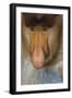 Proboscis Monkey (Nasalis Larvatus) Face Close Up, Sabah, Malaysia, Borneo-Juan Carlos Munoz-Framed Photographic Print