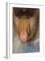 Proboscis Monkey (Nasalis Larvatus) Face Close Up, Sabah, Malaysia, Borneo-Juan Carlos Munoz-Framed Photographic Print