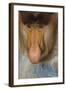 Proboscis Monkey (Nasalis Larvatus) Face Close Up, Sabah, Malaysia, Borneo-Juan Carlos Munoz-Framed Photographic Print