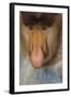 Proboscis Monkey (Nasalis Larvatus) Face Close Up, Sabah, Malaysia, Borneo-Juan Carlos Munoz-Framed Photographic Print