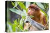 Proboscis monkey (Nasalis larvatus) female feeding, Kinabatangan River, Sabah, Borneo.-Paul Williams-Stretched Canvas