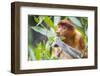 Proboscis monkey (Nasalis larvatus) female feeding, Kinabatangan River, Sabah, Borneo.-Paul Williams-Framed Photographic Print