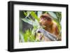 Proboscis monkey (Nasalis larvatus) female feeding, Kinabatangan River, Sabah, Borneo.-Paul Williams-Framed Photographic Print