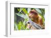 Proboscis monkey (Nasalis larvatus) female feeding, Kinabatangan River, Sabah, Borneo.-Paul Williams-Framed Photographic Print