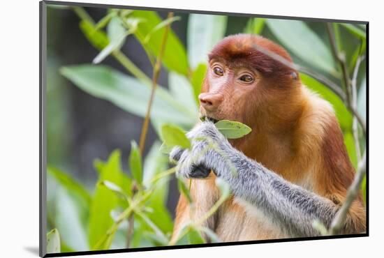 Proboscis monkey (Nasalis larvatus) female feeding, Kinabatangan River, Sabah, Borneo.-Paul Williams-Mounted Photographic Print