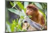 Proboscis monkey (Nasalis larvatus) female feeding, Kinabatangan River, Sabah, Borneo.-Paul Williams-Mounted Photographic Print