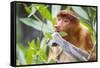 Proboscis monkey (Nasalis larvatus) female feeding, Kinabatangan River, Sabah, Borneo.-Paul Williams-Framed Stretched Canvas