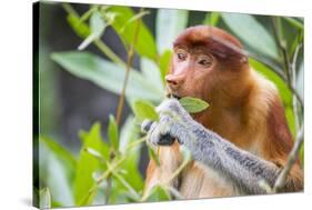 Proboscis monkey (Nasalis larvatus) female feeding, Kinabatangan River, Sabah, Borneo.-Paul Williams-Stretched Canvas