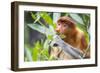 Proboscis monkey (Nasalis larvatus) female feeding, Kinabatangan River, Sabah, Borneo.-Paul Williams-Framed Photographic Print