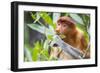 Proboscis monkey (Nasalis larvatus) female feeding, Kinabatangan River, Sabah, Borneo.-Paul Williams-Framed Photographic Print