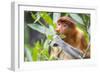 Proboscis monkey (Nasalis larvatus) female feeding, Kinabatangan River, Sabah, Borneo.-Paul Williams-Framed Photographic Print