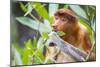 Proboscis monkey (Nasalis larvatus) female feeding, Kinabatangan River, Sabah, Borneo.-Paul Williams-Mounted Photographic Print