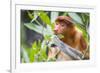 Proboscis monkey (Nasalis larvatus) female feeding, Kinabatangan River, Sabah, Borneo.-Paul Williams-Framed Photographic Print