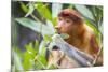 Proboscis monkey (Nasalis larvatus) female feeding, Kinabatangan River, Sabah, Borneo.-Paul Williams-Mounted Photographic Print