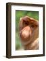 Proboscis monkey (Nasalis larvatus) male, Sabah, Borneo.-Sylvain Cordier-Framed Photographic Print