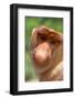 Proboscis monkey (Nasalis larvatus) male, Sabah, Borneo.-Sylvain Cordier-Framed Photographic Print