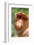 Proboscis monkey (Nasalis larvatus) male, Sabah, Borneo.-Sylvain Cordier-Framed Photographic Print