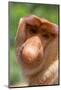 Proboscis monkey (Nasalis larvatus) male, Sabah, Borneo.-Sylvain Cordier-Mounted Photographic Print