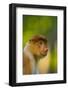 Proboscis Monkey (Nasalis Larvatus), Sabah Malaysia, Borneo-Juan Carlos Munoz-Framed Photographic Print